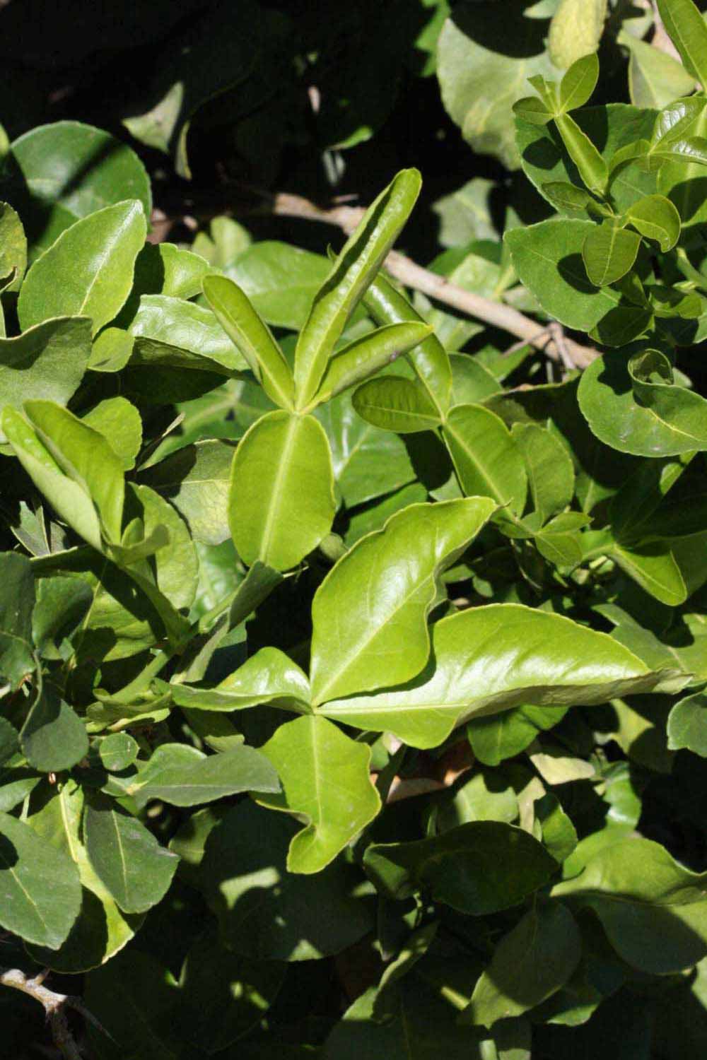              Sun leaves (Riverside, CA)       